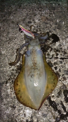アオリイカの釣果