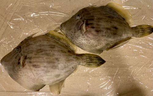 カワハギの釣果