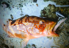 キジハタの釣果