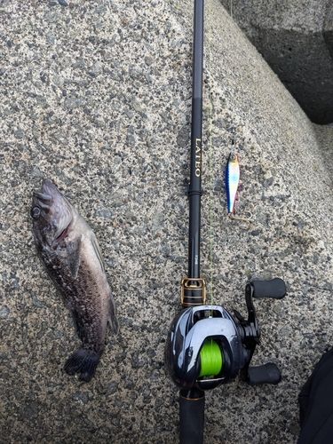 クロソイの釣果