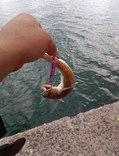 浦ノ崎港