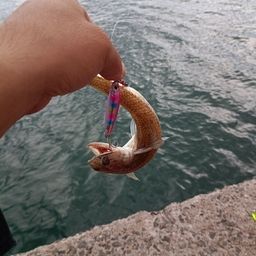 エソ