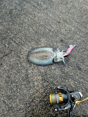 コウイカの釣果