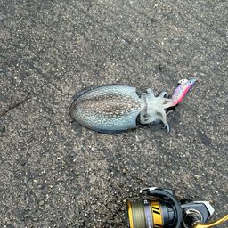 コウイカ