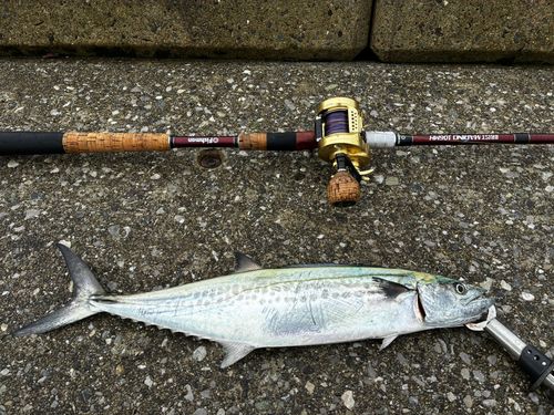 サゴシの釣果
