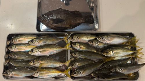 アジの釣果