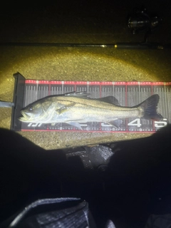 シーバスの釣果