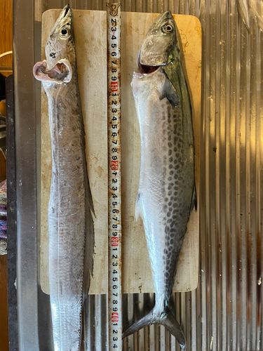 サゴシの釣果