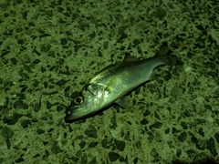 セイゴ(ヒラスズキ)の釣果