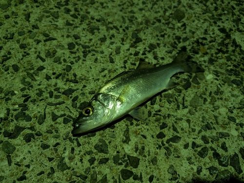 セイゴ(ヒラスズキ)の釣果