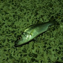 セイゴ（ヒラスズキ）