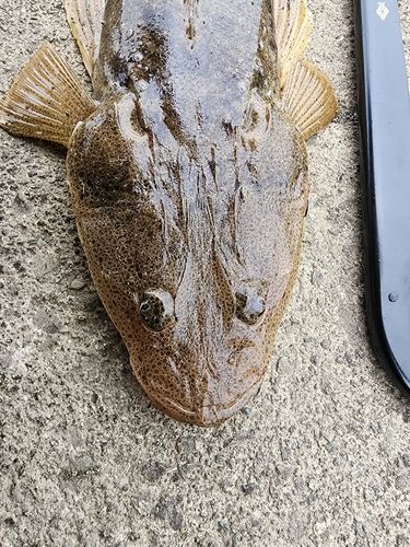 マゴチの釣果