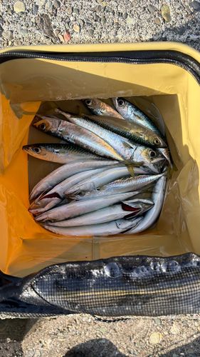 サバの釣果