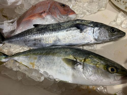 伊良湖岬