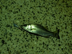 セイゴ(マルスズキ)の釣果