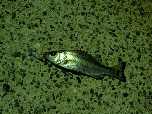 セイゴ(マルスズキ)の釣果