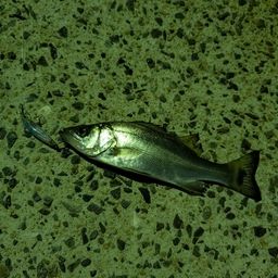 セイゴ（マルスズキ）