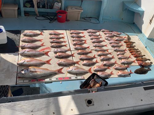 タイの釣果