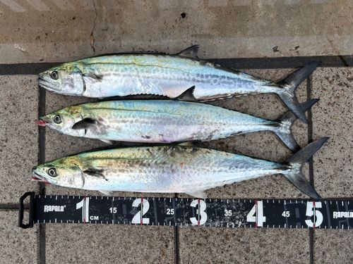 サゴシの釣果