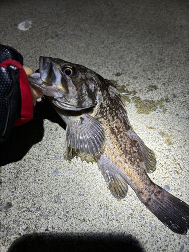 クロソイの釣果
