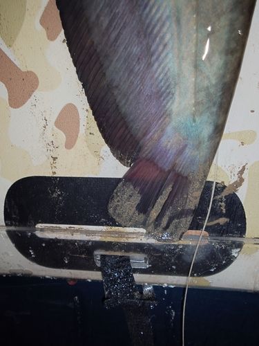 ナマズの釣果