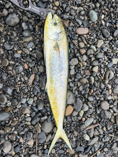 シイラの釣果