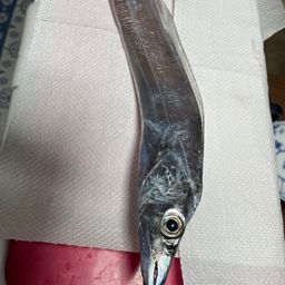 タチウオ