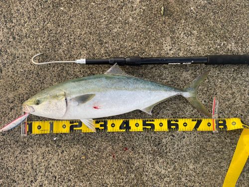 ヤズの釣果