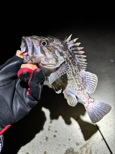 クロソイの釣果