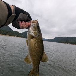 スモールマウスバス