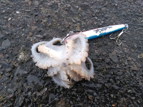 タコの釣果