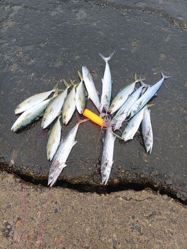 フクラギの釣果