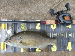 スモールマウスバスの釣果