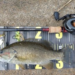 スモールマウスバス