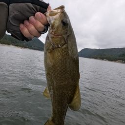 スモールマウスバス