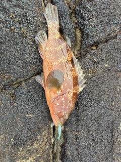 キジハタの釣果