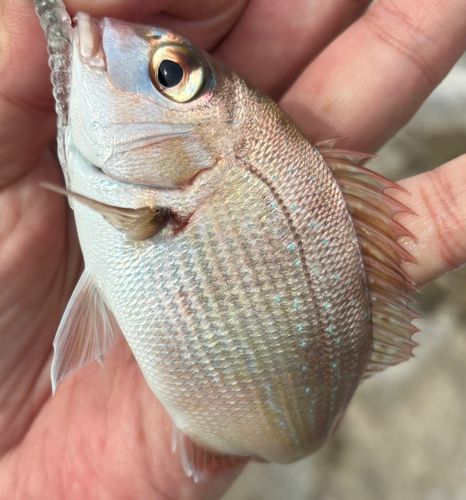 チャリコの釣果