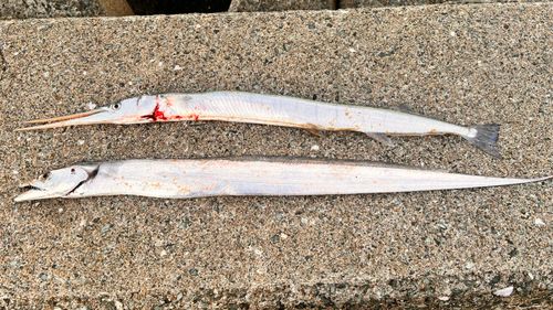 タチウオの釣果