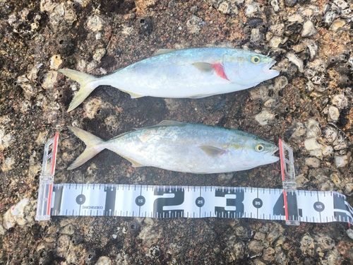 ハマチの釣果