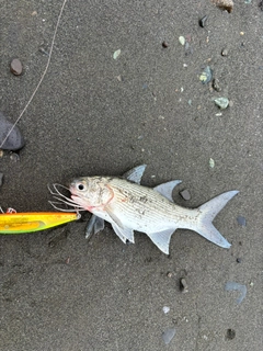 ツバメコノシロの釣果