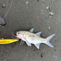 ツバメコノシロ