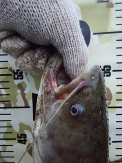 ナマズの釣果