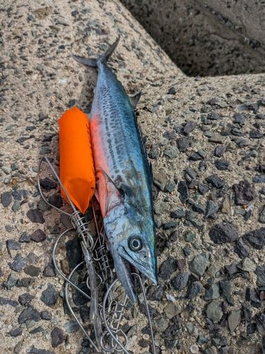 サゴシの釣果