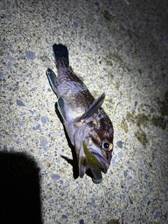 マゾイの釣果