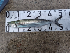 サゴシの釣果