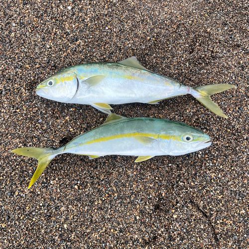 ワカシの釣果