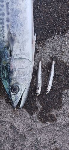 サゴシの釣果