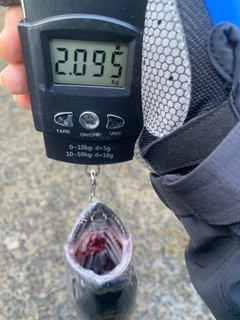 ハガツオの釣果