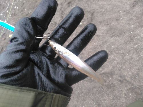 キスの釣果