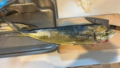 シイラの釣果